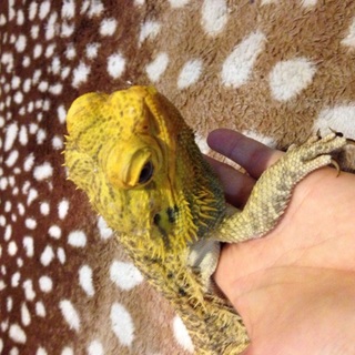 人馴れしたおとなしいフトアゴヒゲトカゲです。