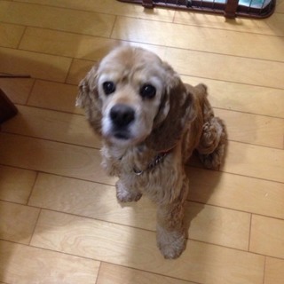 マイペースだけど、甘えん坊 アメコカ♂５才