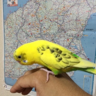 手乗りインコの里親を募集中です。