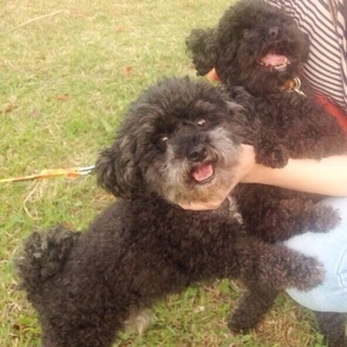 トイプードル（黒）仲良し兄弟2匹一緒に飼える方募集