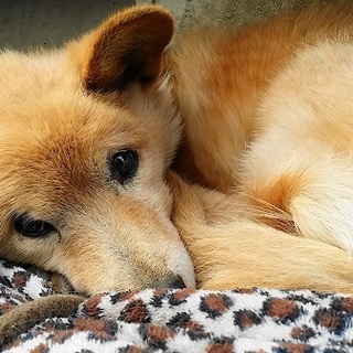 穏やかで愛らしいクッキー君♂と余生を共にのんびりと