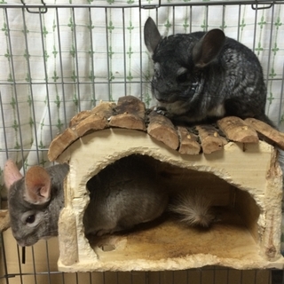 チンチラ兄弟（交渉中、一時停止）