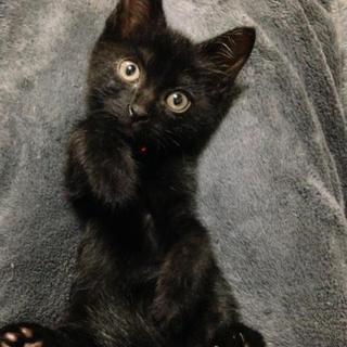 黒猫の女の子☆ちりちゃん１ヶ月くらい
