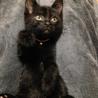 黒猫の女の子☆ちりちゃん１ヶ月くらい サムネイル3