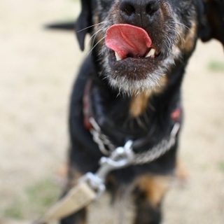 トライアル決定！