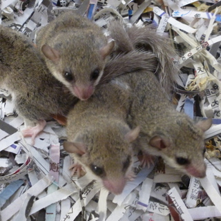 アフリカヤマネの里親を募集