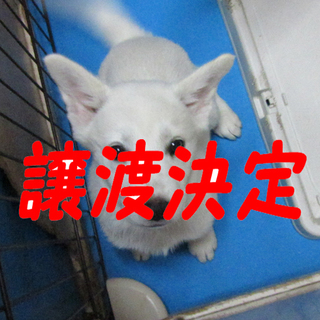 ふたば：白毛のおてんば女の子