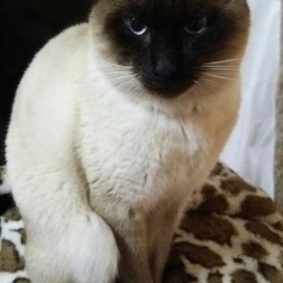 里親募集中！よろしくお願いします。