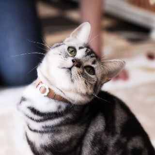 元繁殖業者 多頭飼育崩壊の猫達アメショーNo17