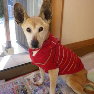 保護犬うさぎちゃんと余生を共にのんびりと．．．