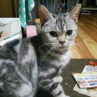 元繁殖業者　多頭飼育崩壊　アメショーNo11