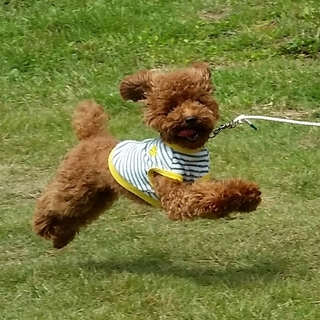 トイプードルの男の子[11ヵ月半]