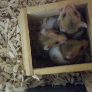 ゴールデンハムスターの赤ちゃん