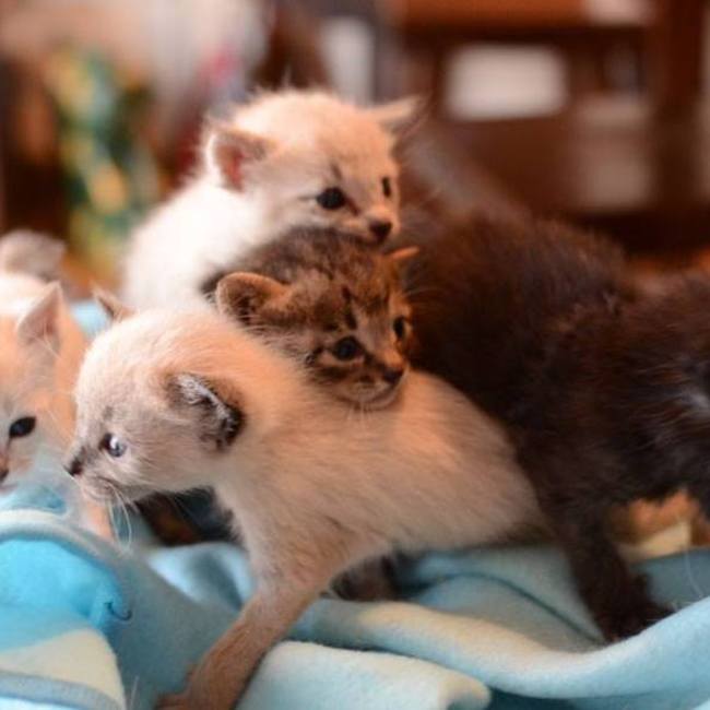 福ねこハウスのカバー写真