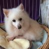 繁殖引退、今度こそ幸せになるポメのキカ♀６、８歳～ サムネイル4