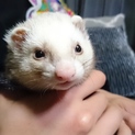 フェレット(パスバレー、オス)の里親募集