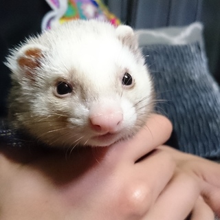 フェレット(パスバレー、オス)の里親募集