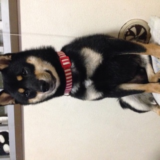 豆柴(黒)2歳2ヶ月•里親募集