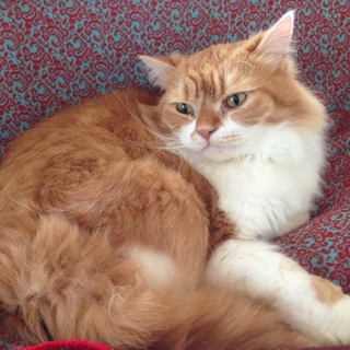 スコティッシュホールド4歳の男の子