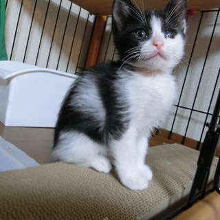 はっさく君☆男の子☆１ヶ月くらい