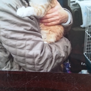 人になつきやすい茶トラオス　4か月