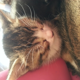 茶系八割れ オス子猫