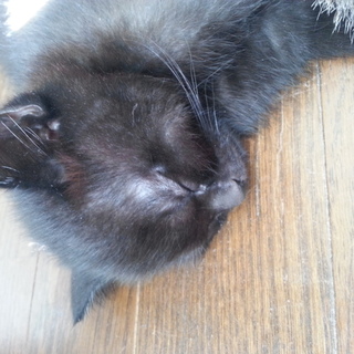 黒 オス子猫