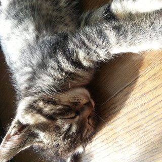 キジトラ メス子猫