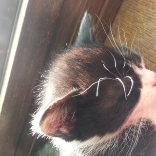 白黒八割れ メス子猫