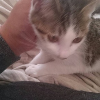 里親決定！2014年10月生まれのメス猫