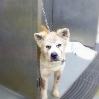 やさしいミドルエイジの秋田くん、よろしく！