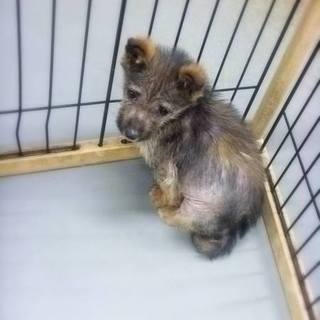 ◆倉敷ブランド鼻黒仔犬の男の子◆