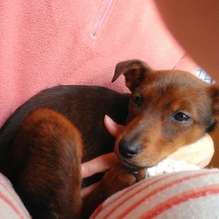 里親さん決定しました！ありがとうございました