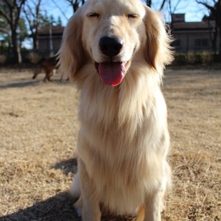 ゆず（ゴールデン）