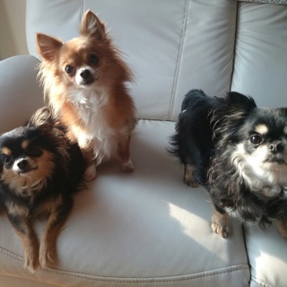 チワワの女の子3頭　家族を求めています。