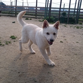 シロクマ可愛いスキップ君