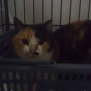 大人の魅力がある蘭ちゃん