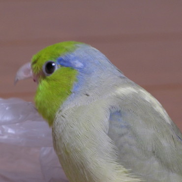 怪獣　プイゴンだぴょ～　がおぉ～