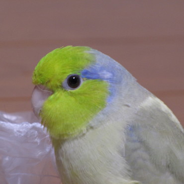 カメラ目線　ちらっ　かわいさ爆発だぴょ～