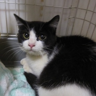 かわいい白黒はちわれ　ふゆにゃん