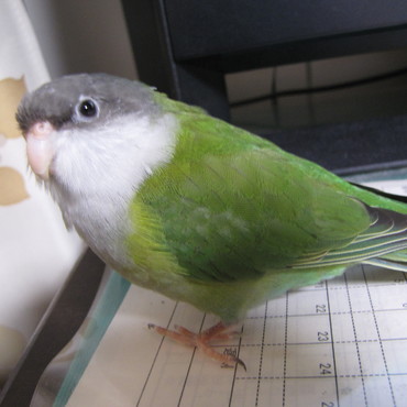 うーたんの写真