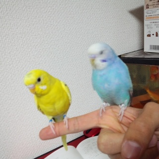 素敵な里親様に恵まれました。