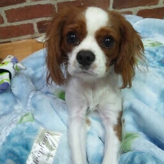 至急。かわいがってくださる方。お願いします！