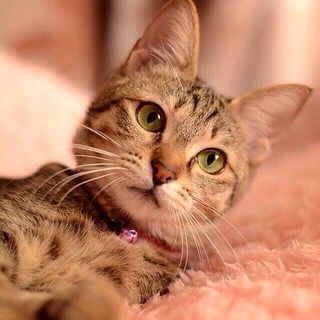 あまえたさんのキジトラ美猫