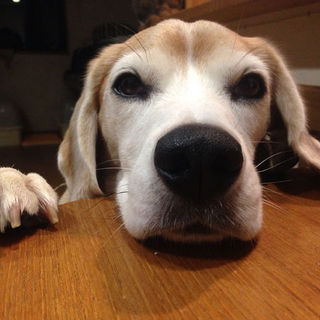 【決定】　飼い主逝去　ビーグル　８歳