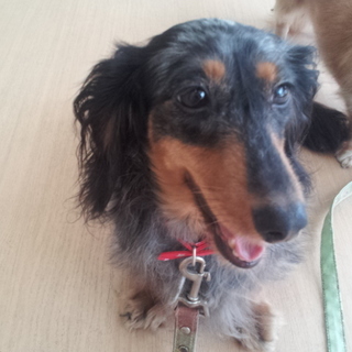 おっとり優しい甘えん坊ダックス★シェリーちゃん