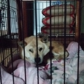 保健所からの引き出し犬