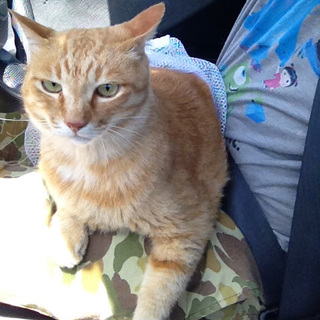 単身者、高齢者の方可能、人間大好きの茶トラちゃん