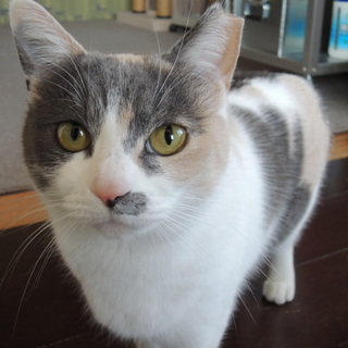 パステル三毛　サラちゃん