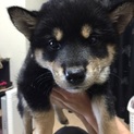 生まれて3カ月目の柴犬